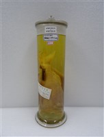 藏品(嘉鱲魚)的圖片